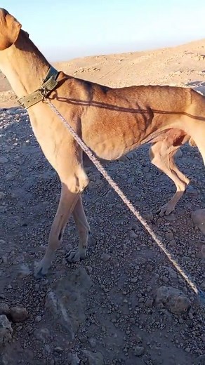 6.2K views · 1.5K reactions | ALGeriaN Saluki on Reels | Facebook