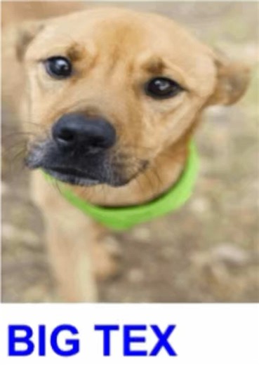 🐾Big Rex/Tex Just Arrived — Don’t Let Him Be Overlooked ✨ Meet Big Rex/Tex – ID A798729, a handsome 3-year-old Shepherd mix currently waiting at ACS San Antonio. Big Tex has only been at the shelter for one day, and he’s still trying to understand this new and overwhelming environment. Despite the stress of the shelter, Big Tex has shown he can be social with both handlers and other dogs. During playgroup, he greeted dogs appropriately and was comfortable exploring the yard independently while 