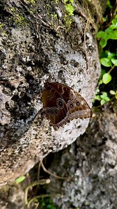 Beautiful butterfly basking in the morning sun! ☀️ 🦋 The blue morpho butterfly (Morpho peleides) is a tropical rainforest butterfly. It is one of the largest butterflies in the world, with a wingspan of up to 8 inches. They are found in Central and South America #butterflyworldfloria #butterflyworld #butterflies #butterfly #coconutcreek #butterfliesofinstagram #iloveflorida #enjoyfl #visitflorida #southflorida #butterflyattraction #butterflygarden #fortlauderdale #wildlife #wildlifeconservation