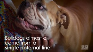 A new UC Davis study shows English bulldogs could disappear as we know them because of extreme inbreeding. | CBS13 CBS Sacramento