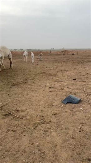 ‏#نياق #حايلندا #حايل