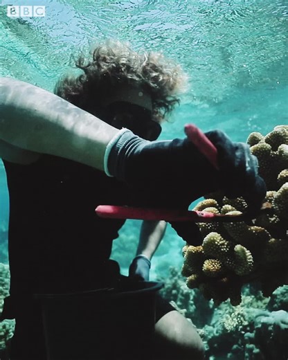 94K views · 1.4K reactions | Discover how conservationists are repairing our vital shallow seas  Meet the people reintroducing wildlife to places where it has been lost, an approach known as re-wilding that allows nature’s natural processes to repair damaged habitats. #CreatingWild | BBC Earth | Facebook