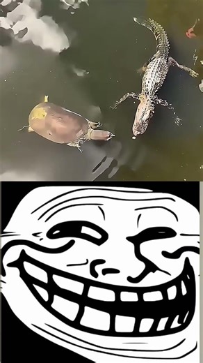 toll free #funny #spotify