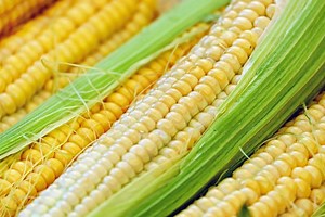Organic Golden Cross Bantam Sweet Corn Seeds