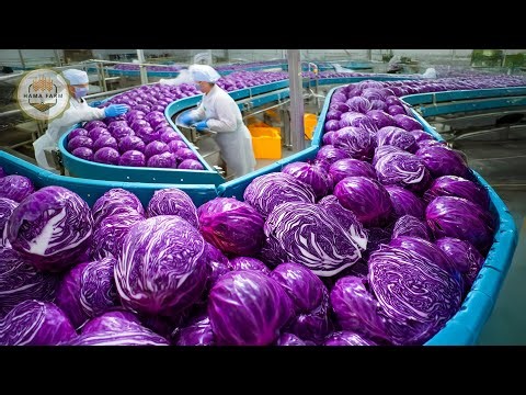 How to Process Millions of Tons of Red Cabbage, Olive, Bell Pepper: Pickle Processing Factory