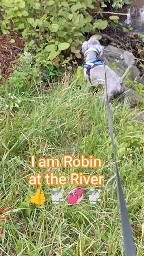 Robin the Silver #cute Poodle #dog