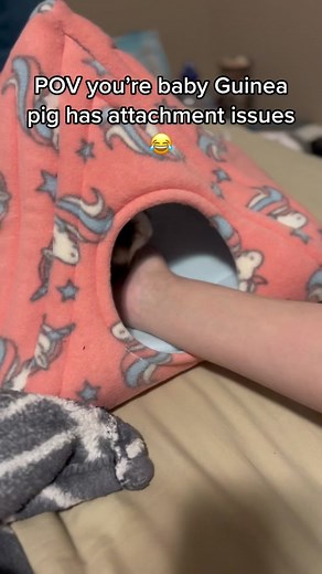 Adorable Guinea Pig Cuddle Moments