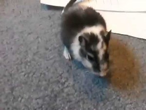 If your gerbil does this, it's not dead.