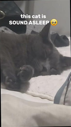 snug as a bug in a rug #cat #funny #memes #viral #shorts #fyp #goviral