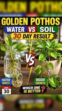 🌿 Golden Pothos Water vs Soil Experiment 😱 | 30 Day Result | Which Grows Faster? #GoldenPothos