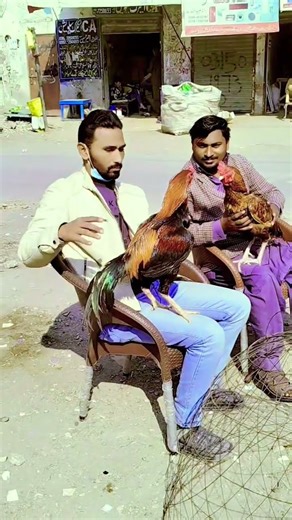 #aseelmurga #murga #birds