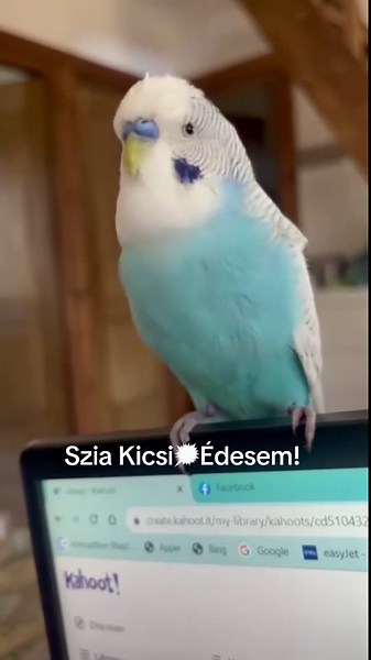 Itt gyakorolja Palcsi hogy Szia Kicsi! A gyönyörűségem még nem tökèletes, kicsit törni madzsar😂🦜🐣🗯️#sziapal #hullamospapagaj #beszelopapagaj #madar #parrot