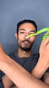 red tailed green rat snake🔥✨ . . . . . . #instagood #love #photooftheday #snake #red_tailed_green_rat_snake | Amr Mahmoud