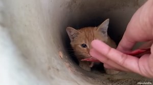 Animals in trouble get rescued by real-life heroes daily