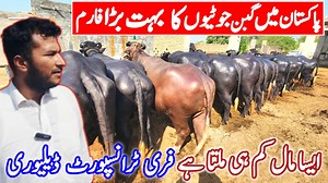 World Best Nili Ravi Buffaloes || Gabban Jhotian Big Dairy Farm || Top Milking Buffaloes in PAKISTAN | Farming Business TV