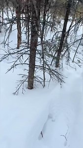 5.4K views · 23K reactions | Was out for over 10hrs today, had some tough luck in the beginning but ended up being a good day  | Ricko DeWilde | Facebook