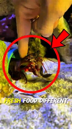 She Stopped Eating… Until She Found Love 🥺🦐
