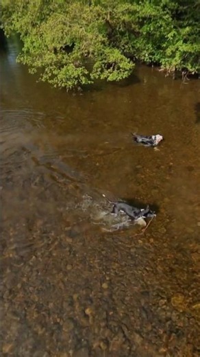 Adventures of Border Collies #bordercollie #shorts #short