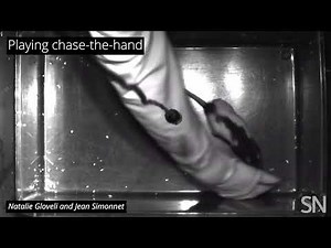 Watch rats engage in play behavior with researchers and each other | Science News