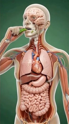 Eating Peas: Inside the Body in 3D | Digestion Explained