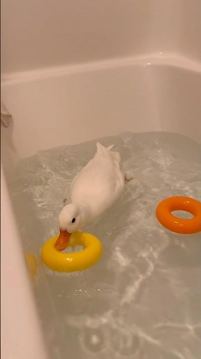 Duck plays in the bathtub #goofy