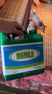 #kabuhayan #pig #PIGGERY | Jimson’s Piggery Farm