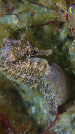 37K views · 1.9K reactions | SeaHorse with Big Belly M_Zcx0 #nature #wildlife #fish #ocean | PreeOcean | Facebook