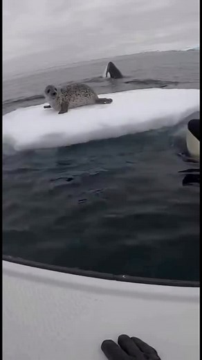 1.6M views · 20K reactions | Close call between an orca and a seal! | AI Going Wild | Facebook