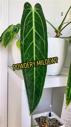 Dealing with Powdery Mildew on Plants: Tips and Tricks