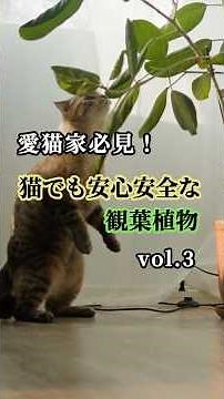 【愛猫家必見】猫でも安心な観葉植物 vol.3 #猫のいる暮らし #観葉植物
