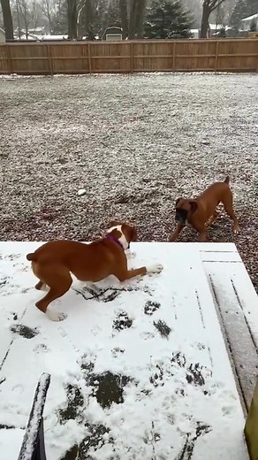 I like it Funny Boxer Dogs | Dog Memes