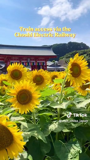 Explore the Idyllic Sunflower Fields at Mangan-ji Temple in Choshi City, Chiba