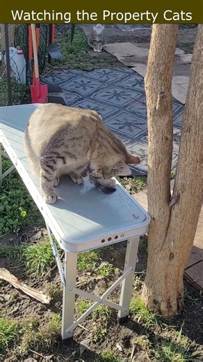 Watching the property Cats 88 #countrylife #cat #homestead #cutecats