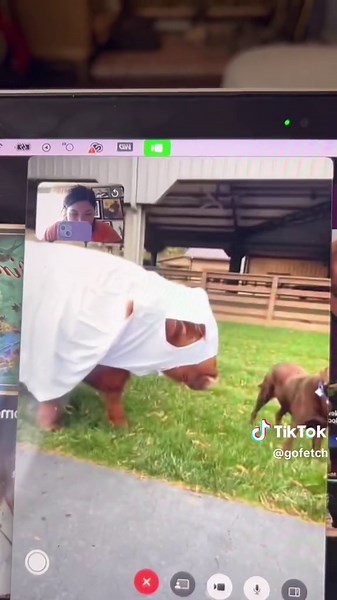 Dressing My Cow Like a Ghost: Fun Halloween Costumes