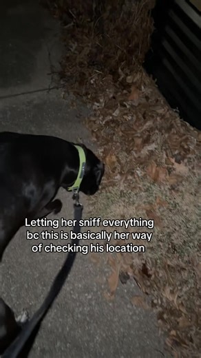 Bella Boo's Curious Sniffing Adventure with Tynadia