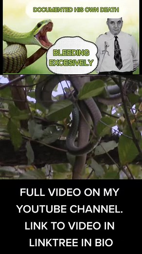 Check out the full video on my YouTube channel dna reptiles ! #fyp #boomslang #nature #educational #snakebite #deadly #venomous
