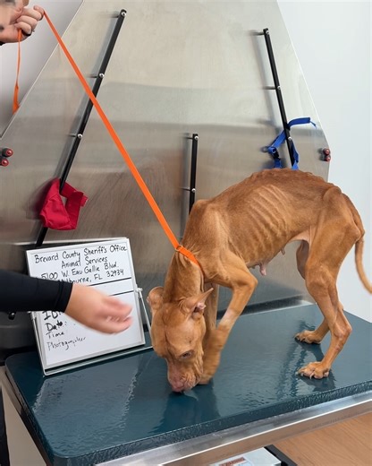 A few weeks ago you may have seen a post about Tara, well today her abusers, Heather Ballentine and James Preston, were brought to justice!! | Brevard County Sheriff's Office, Florida (Official)