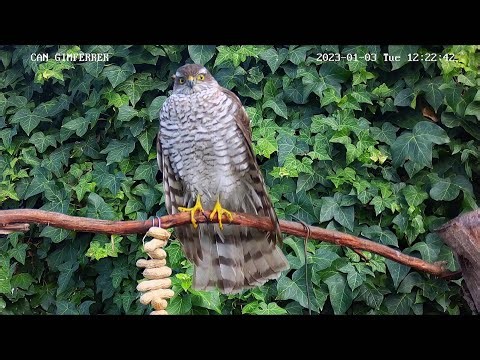 Transmissió en directe de: Josep Barnés