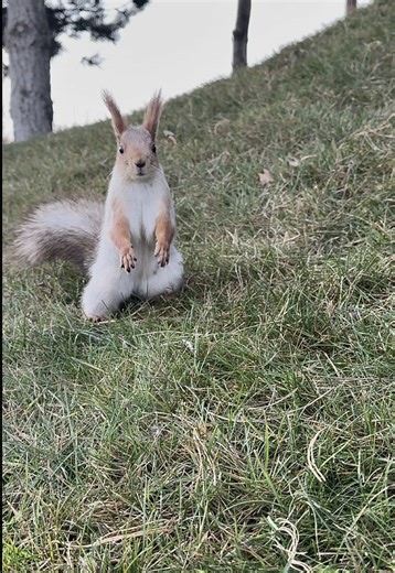 Exploring the Lives of Squirrels in Nature