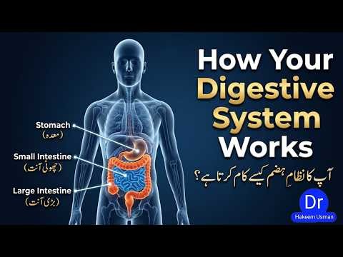 Human Digestive System Explained | How Food Travels Through Your Body | 3D Animation