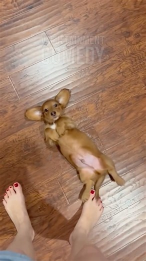 Rub My Belly Woman! 😂🐶