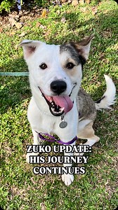 ZUKO UPDATE: STILL SEARCHING FOR HIS ‘OHANA Zuko has returned to our Mōʻiliʻili Campus and is continuing his journey toward finding the right loving home. His previous adoption unfortunately didn’t work out when his adopter developed severe allergies that became unmanageable despite their best efforts to find solutions. This was an incredibly difficult decision for them to make, as they truly cared for Zuko’s wellbeing. We want to emphasize that Zuko’s return was not due to any behavioral issues
