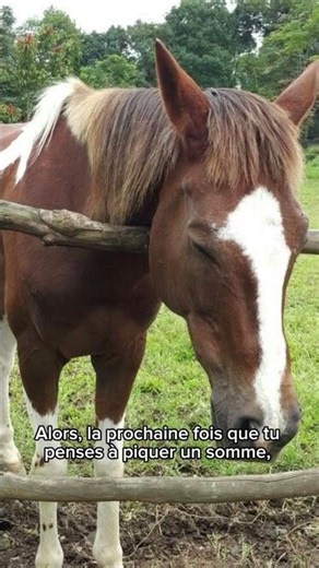 Les chevaux peuvent dormir debout! 🐎 #Animaux #Cheval #LeSavaisTu #Science #Nature #facts #Shorts