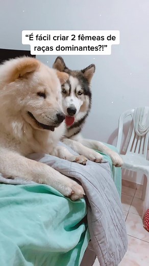 Desafio da Mistura de Raças: Chow Chow x Husky Siberiano
