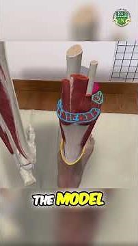 Leg Anatomy: Posterior Compartments Explained Simply!