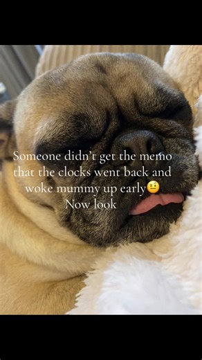 Adorable Pug Snoring Moments That Will Make You Smile