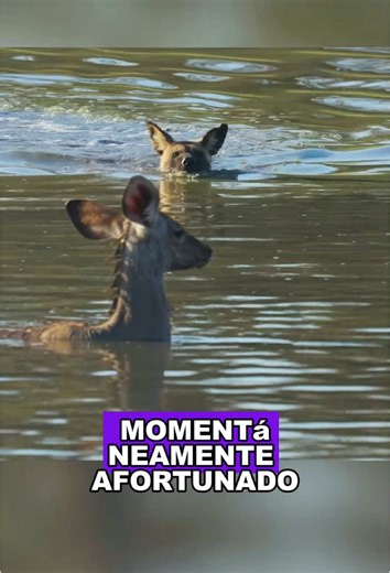 Hyenas vs. Deer: The Survival Battle