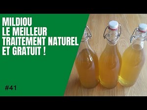 #41-Mildiou le meilleur traitement naturel et gratuit : la prèle !