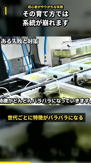 その育て方では系統が崩れる。初心者がやりがちな2大ミス
