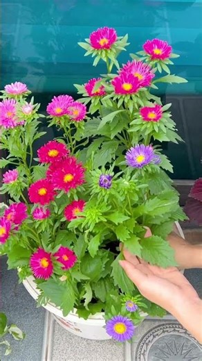 Interesting ways to grow plants, great ideas to make your garden look gorgeous